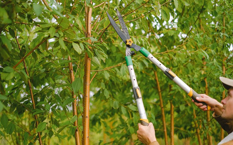 Tree trimming in Bovill, ID